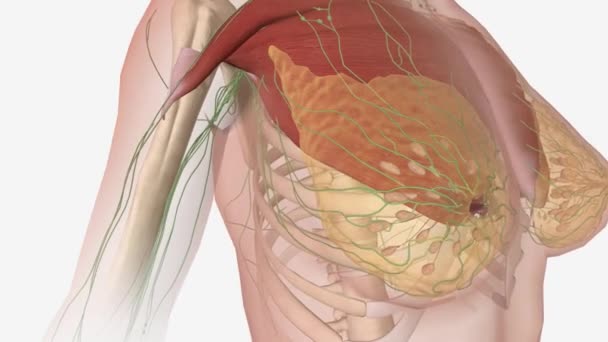 Anatomi Payudara Perempuan Termasuk Saluran Susu Internal Dan Kelenjar Dan — Stok Video