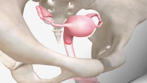 Pelvic Pain Inflammation — Stok Video