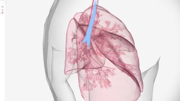 Αναπνευστικός Ρυθμός Ρυθμός Αναπνοής Σας Είναι Αριθμός Των Αναπνοών Που — Αρχείο Βίντεο