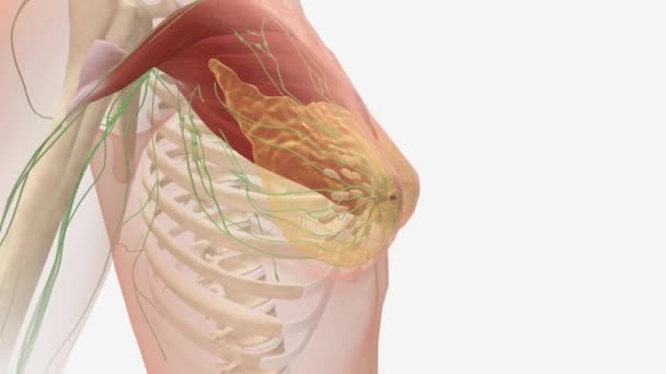 女性の乳房解剖学には 内部乳ダクトおよび腺および外部乳首が含まれています — ストック動画