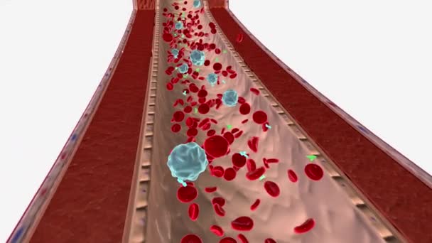 Fluxo Sanguíneo Com Anticorpo Antinuclear — Vídeo de Stock
