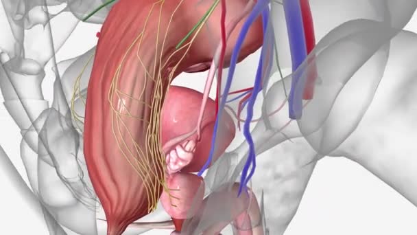 Leğen Kemiği Omurgayı Destekleyen Karın Organlarını Koruyan Leğen Şeklinde Bir — Stok video