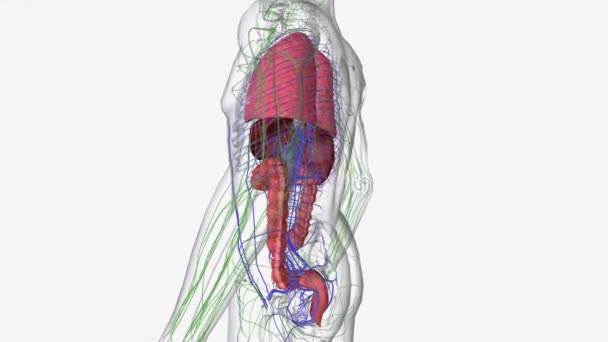 Stage Colon Cancer Most Serious Advanced Stage Means Cancer Has — Stock Video