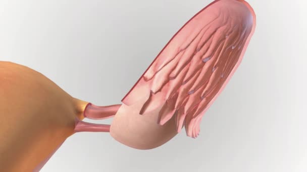 Die Ovulation Ist Eine Phase Menstruationszyklus Der Der Eierstock Eine — Stockvideo