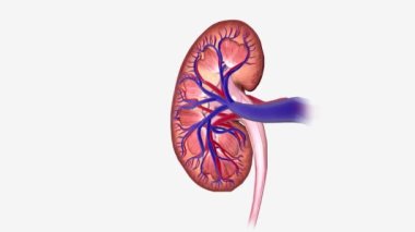 Böbrek Koronal Çapraz Bölüm