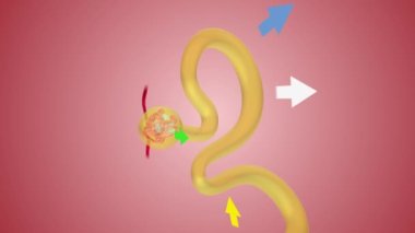 Nephron Fonksiyon Proksimal kıvrımlı tüp
