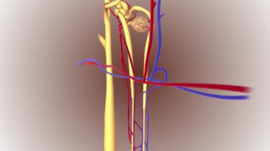 Nefronun ana bileşenleri glomerulus, Bowman kapsülü veya glomerüler kapsül.,