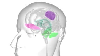Sağ alt frontal korteksteki hipoaktivasyon özellikle motor tepki inhibitörüyle ilişkilidir.