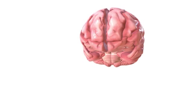 Brain Most Complex Part Human Body — Stock Video