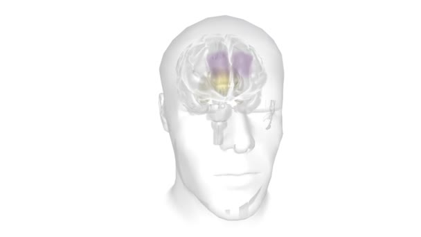 Cerebro Órgano Complejo Que Regula Nuestro Cuerpo Controlando Pensamiento Memoria — Vídeo de stock