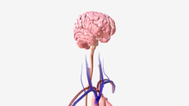 Cerebro Parte Más Compleja Del Cuerpo Humano — Vídeo de stock