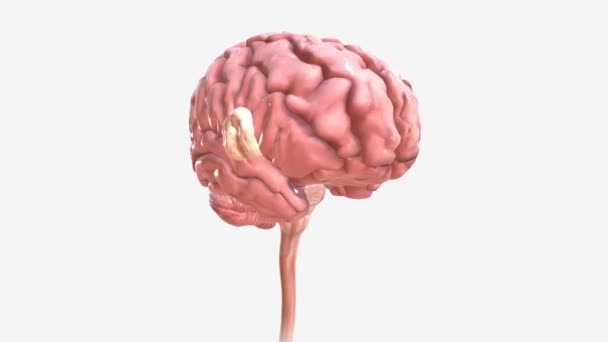 Een Hersentumor Een Groei Van Cellen Hersenen Buurt Ervan — Stockvideo