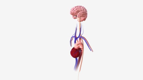 Connection Heart Brain — Stock Video