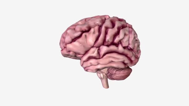 Mózg Jest Najbardziej Złożoną Częścią Ludzkiego Ciała — Wideo stockowe