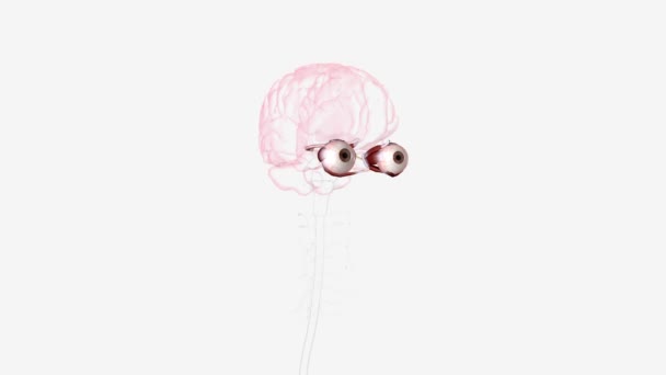 眼睛中的神经纤维由视神经 视网膜和大脑之间的连接点和神经桥连接点组成 — 图库视频影像