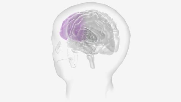 Cervello Organo Complesso Che Regola Nostro Corpo Controllando Pensiero Memoria — Video Stock