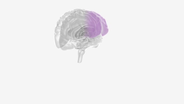 Mózg Jest Złożonym Organem Który Reguluje Nasze Ciało Kontrolując Myśli — Wideo stockowe
