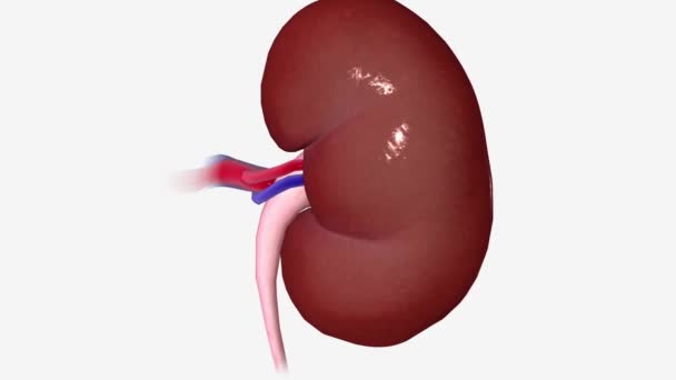 Kidney Coronal Cross Section — Stock Video