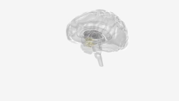 Cérebro Órgão Complexo Que Regula Nosso Corpo Controlando Pensamento Memória — Vídeo de Stock
