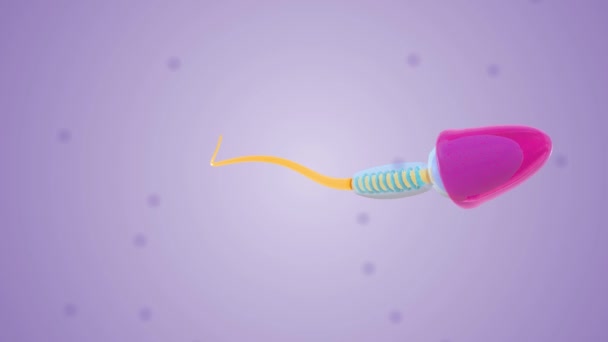 Cellule Spermatiche Sono Cellule Riproduttive Maschili Che Hanno Origine Nei — Video Stock