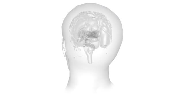 Beyin Düşünceyi Hafızayı Duyguyu Dokunuşu Motor Becerileri Görüşü Kontrol Eden — Stok video