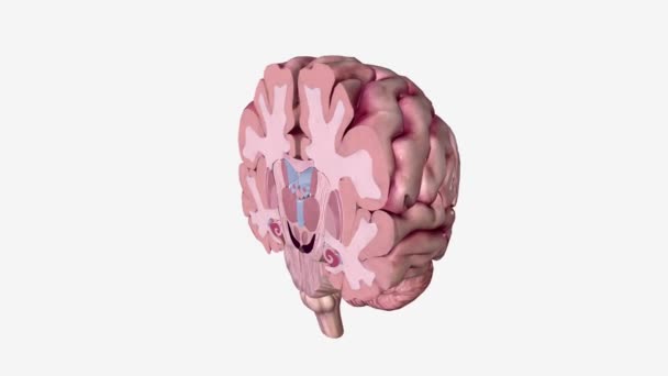 Beyin Koronal Çapraz Bölüm — Stok video