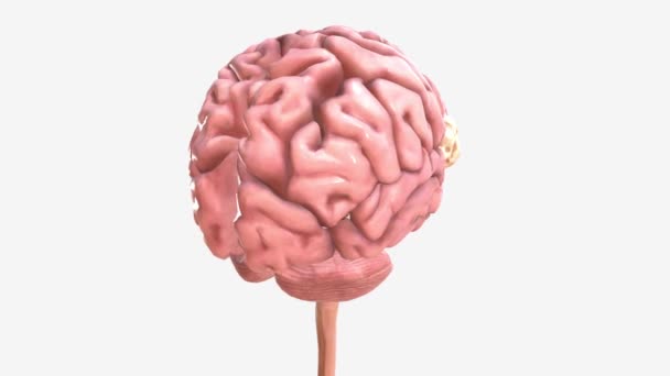 Guz Mózgu Wzrost Komórek Mózgu Lub Jego Pobliżu — Wideo stockowe