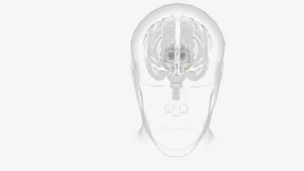Beyin Düşünceyi Hafızayı Duyguyu Dokunuşu Motor Becerileri Görüşü Kontrol Eden — Stok video