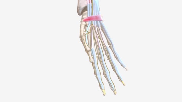腕管综合征 Carpal Tunnel Syndrome Cts 是一种常见的神经紊乱 — 图库视频影像