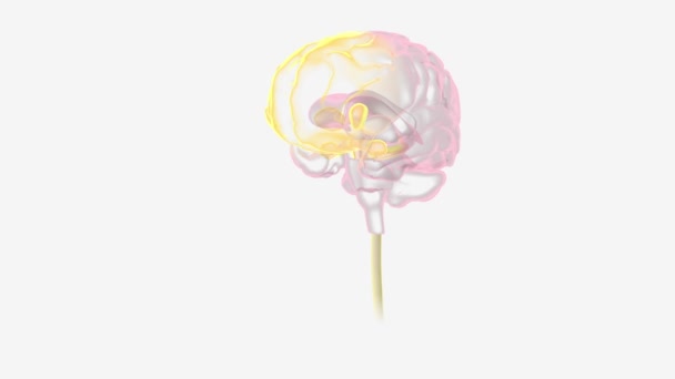 Mózg Jest Złożonym Organem Który Kontroluje Myśli Pamięć Emocje Dotyk — Wideo stockowe