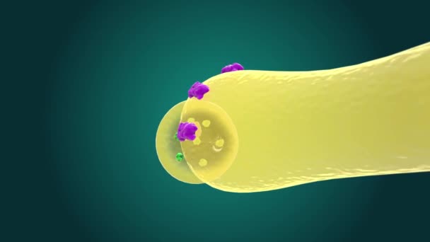 Sinaptik Transmisi Transmisi Kimia Antara Sel Saraf Melibatkan Beberapa Langkah — Stok Video