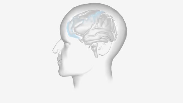 Nervsystemet Består Hjärnan Ryggmärgen Och Ett Komplext Nätverk Nerver — Stockvideo