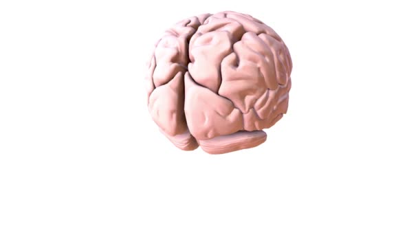 Sistema Nervioso Está Formado Por Cerebro Médula Espinal Una Compleja — Vídeo de stock