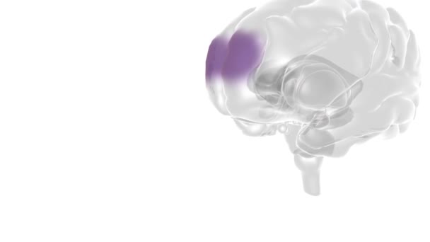 Cerebro Órgano Complejo Que Regula Nuestro Cuerpo Controlando Pensamiento Memoria — Vídeos de Stock