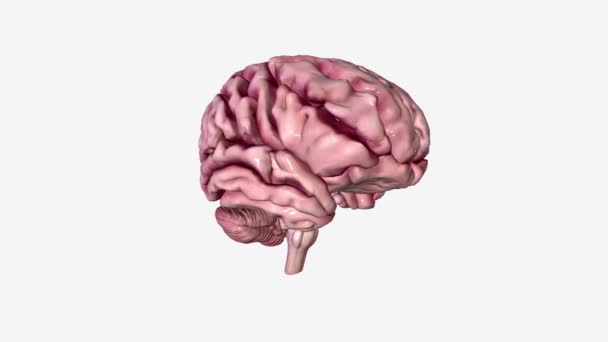 Mózg Jest Najbardziej Złożoną Częścią Ludzkiego Ciała — Wideo stockowe