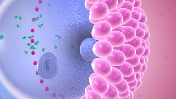 Полярне Тіло Яєчної Клітини — стокове відео