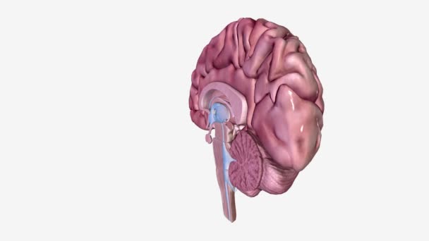 脳仙骨断面図 — ストック動画