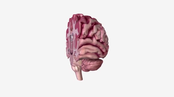 Alzheimers Sjukdom Hjärnans Tvärsnitt — Stockvideo