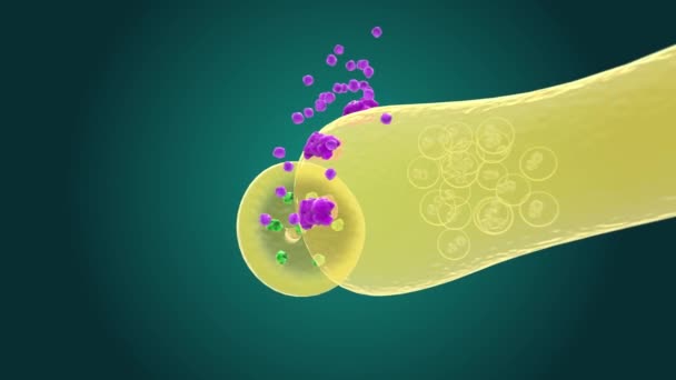 Sinaptik Aktarım Sinir Hücreleri Arasındaki Kimyasal Iletim Çeşitli Adımları Içerir — Stok video