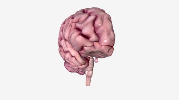 Brain Sagittal Cross Section — Stock Video