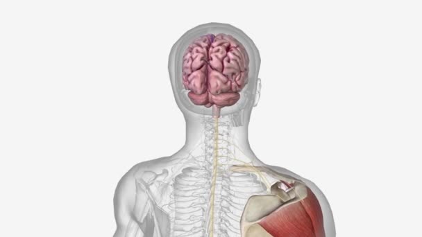 Sistema Neuromuscular Incluye Todos Los Músculos Del Cuerpo Los Nervios — Vídeo de stock