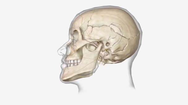 頭蓋骨は脊柱の前にあり 脳を包み込む骨構造です — ストック動画