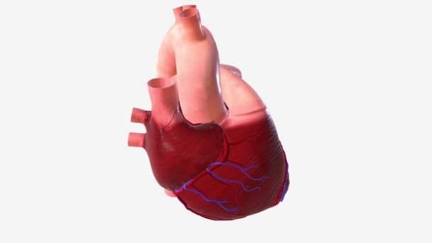 Battito Cardiaco Irregolare Ipertensione — Video Stock