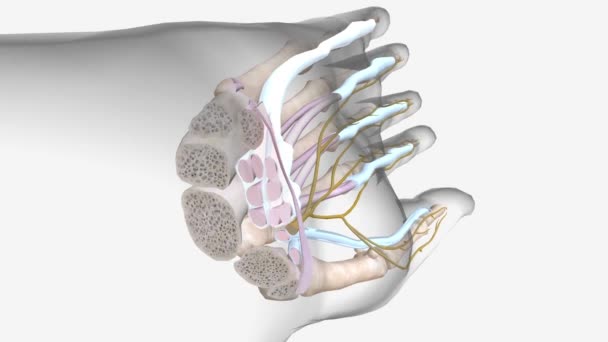 腕管综合征 Carpal Tunnel Syndrome Cts 是一种常见的神经紊乱 — 图库视频影像