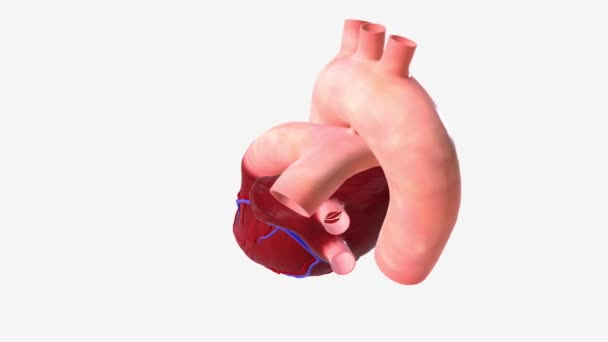 Nieregularne Bicie Serca Nadciśnienie — Wideo stockowe