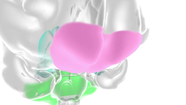 低活性化ベントロメディカル前頭前皮質 — ストック動画