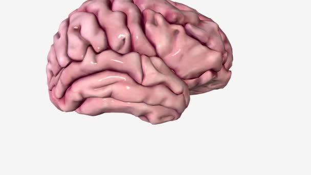 大脑是人体最复杂的部分 — 图库视频影像