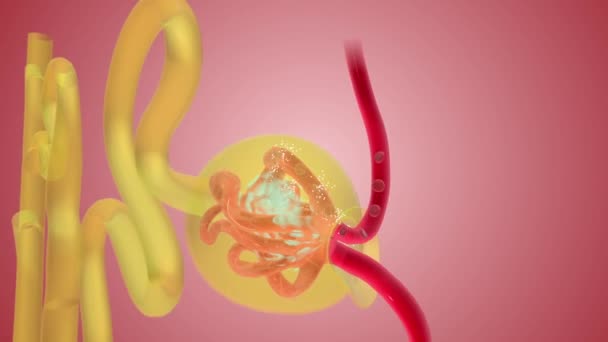 肾功能滤过传入动脉血管 — 图库视频影像