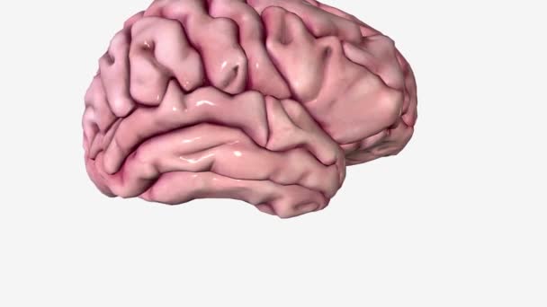 Мозок Найскладнішою Частиною Людського Тіла — стокове відео