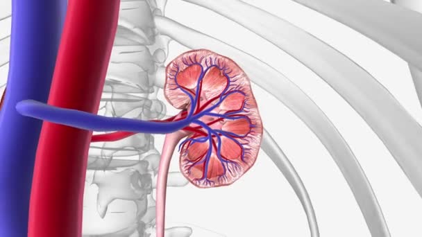 慢性腎臓病は 腎臓の機能障害や機能喪失を特徴とする疾患です — ストック動画